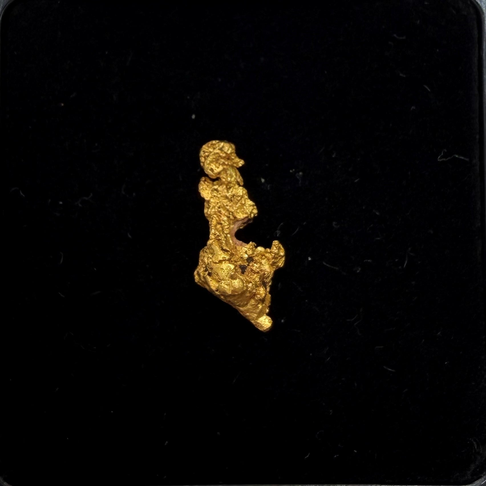 1.35gram Nugget